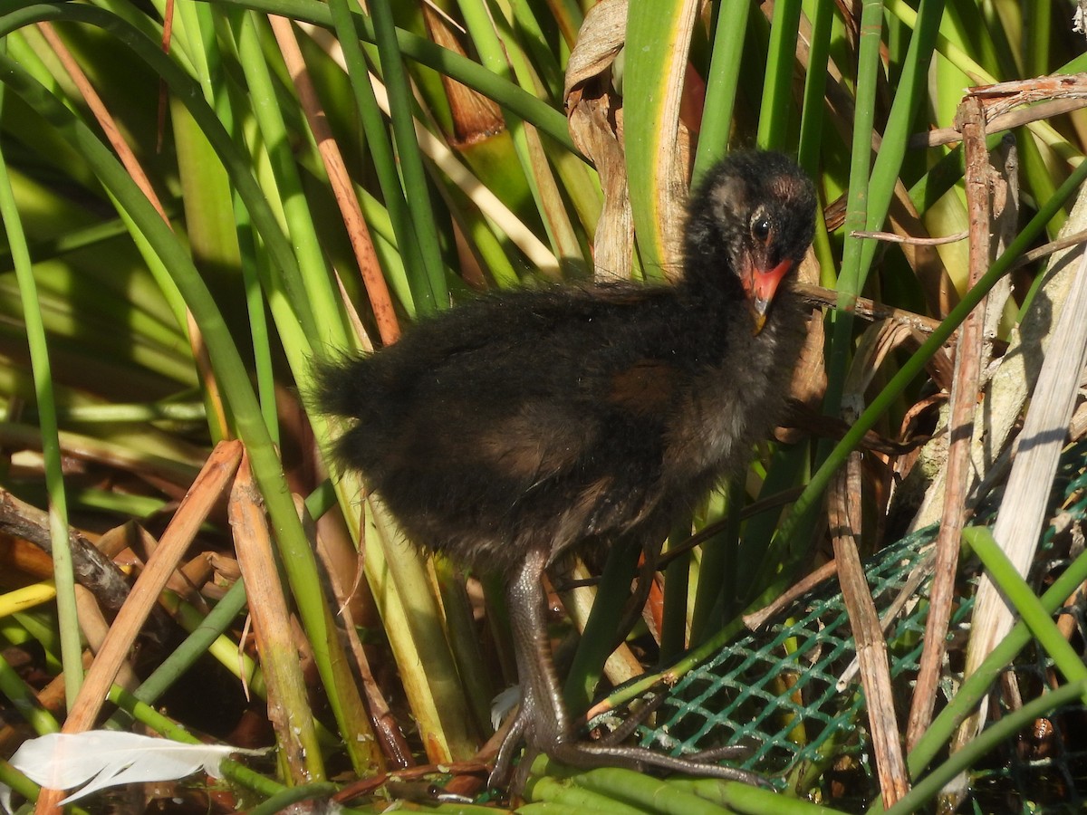 Gallinule poule-d'eau - ML620454290