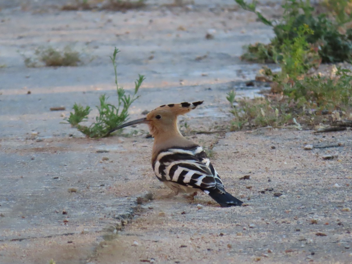 Eurasian Hoopoe - ML620454300