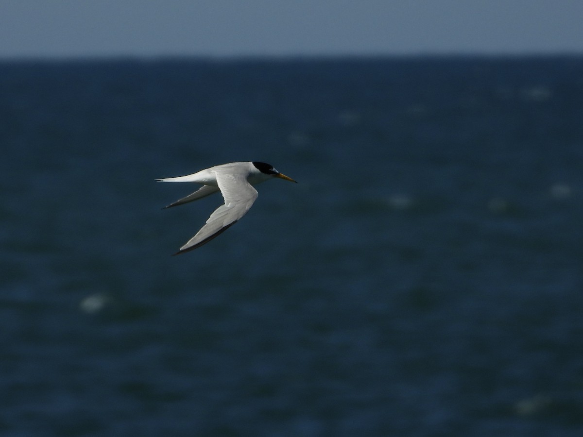 Little Tern - Jose Manuel Reyes Paez