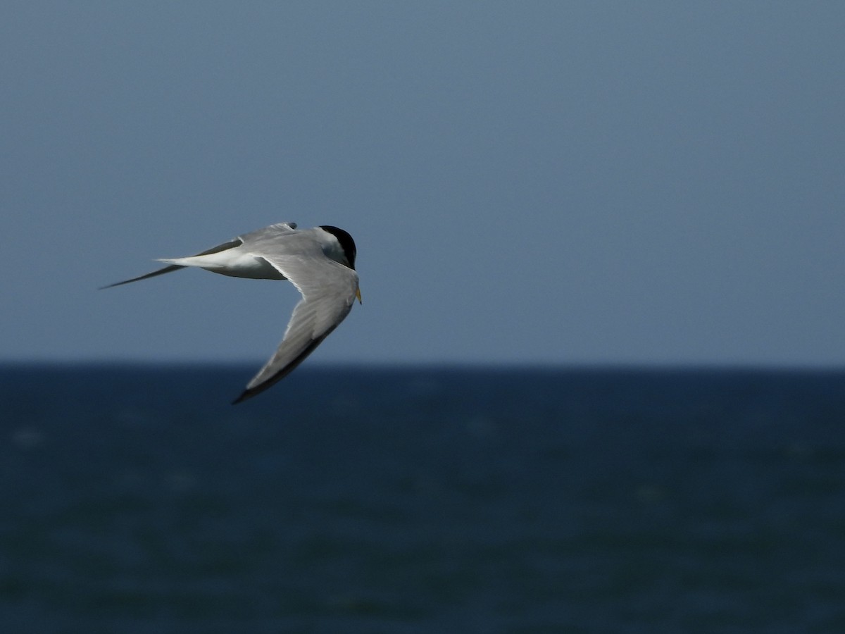 Little Tern - ML620454309