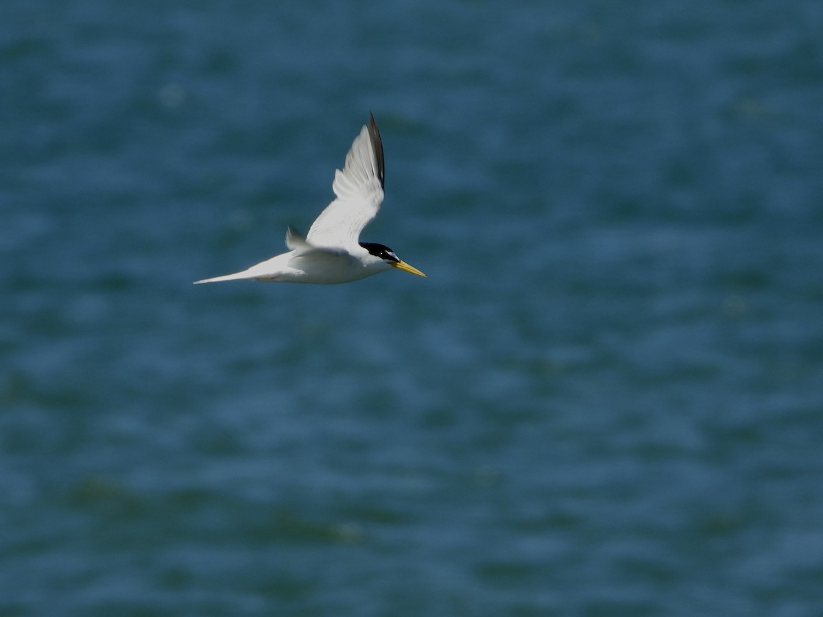 Little Tern - Jose Manuel Reyes Paez