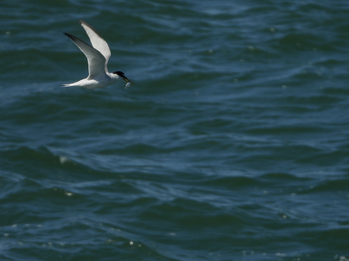 Little Tern - ML620454313