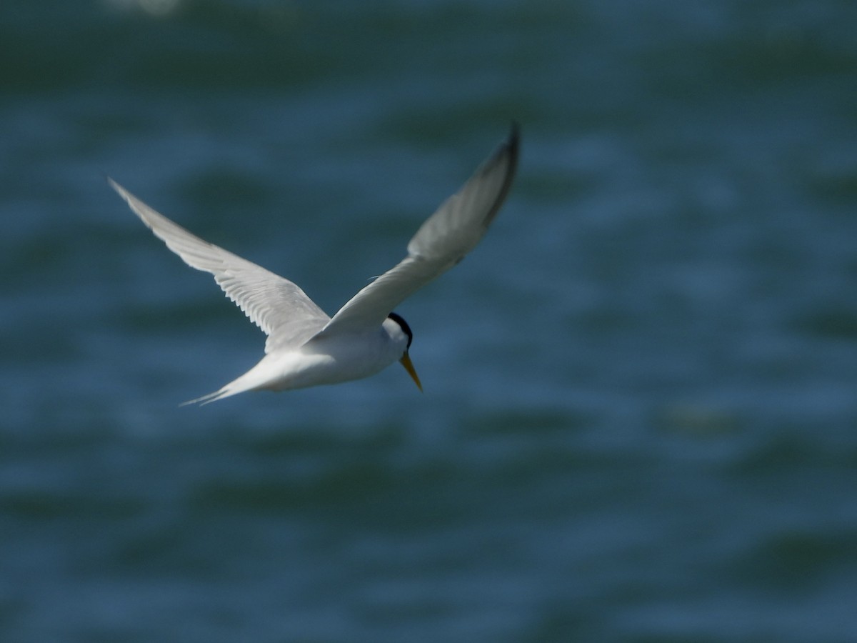 Little Tern - ML620454314