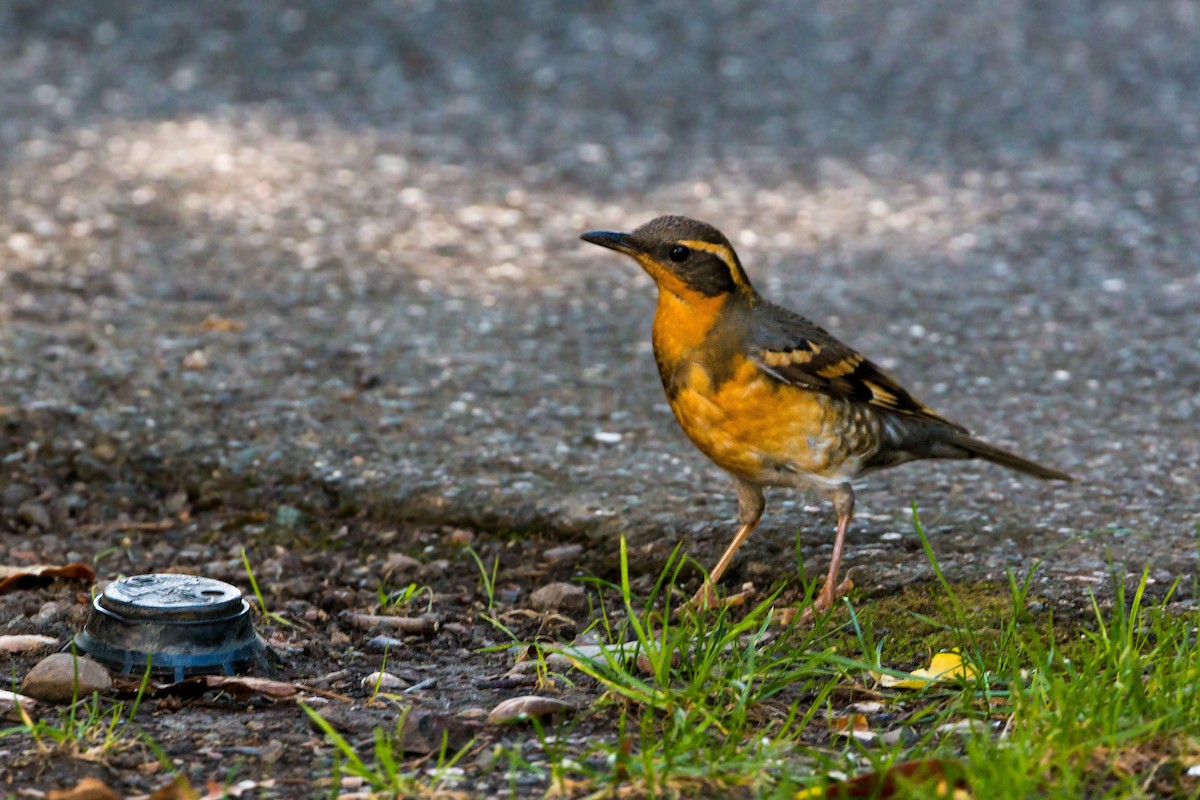 Varied Thrush - ML620454319