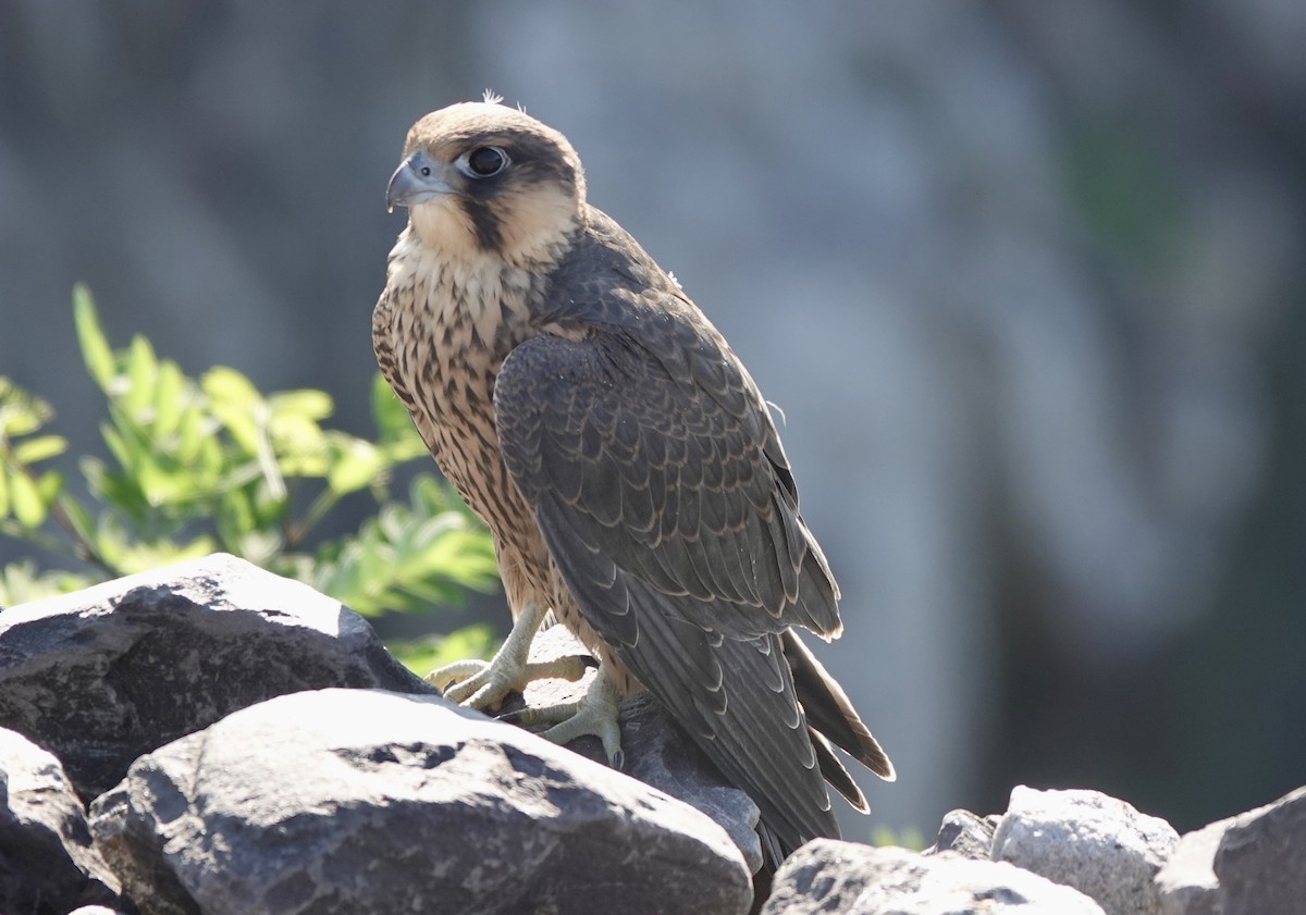 Peregrine Falcon (North American) - ML620454324