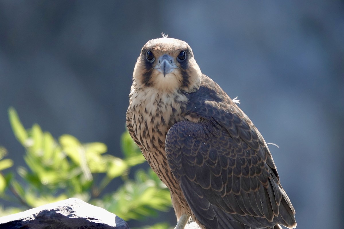 Peregrine Falcon (North American) - ML620454325