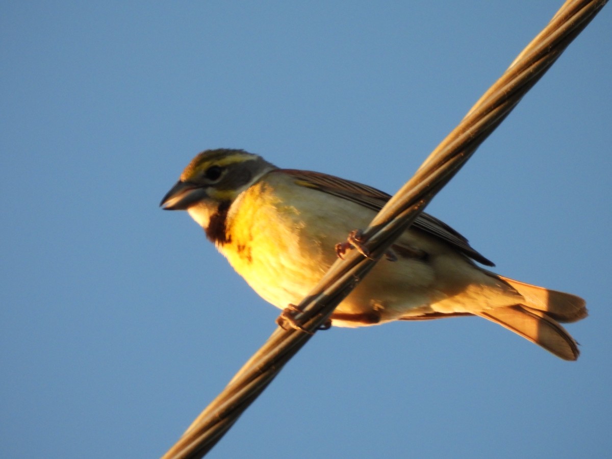 Dickcissel d'Amérique - ML620454329