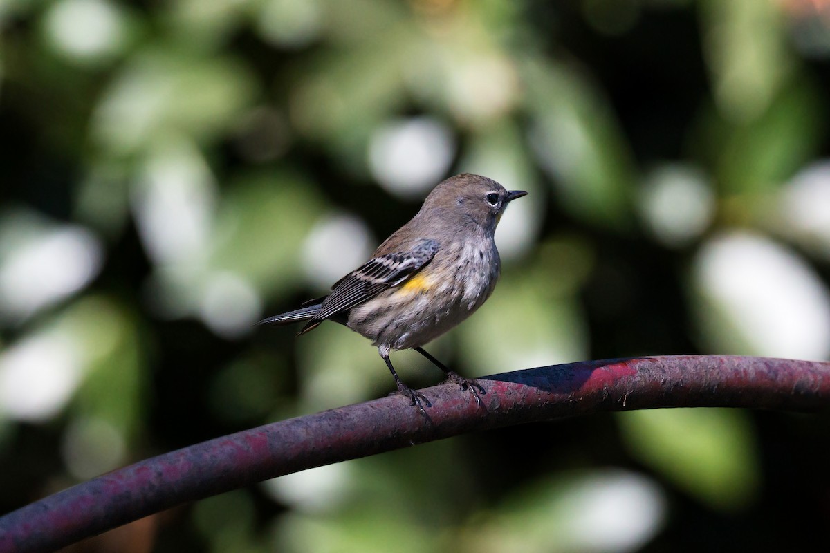 Yellow-rumped Warbler (Audubon's) - ML620454331