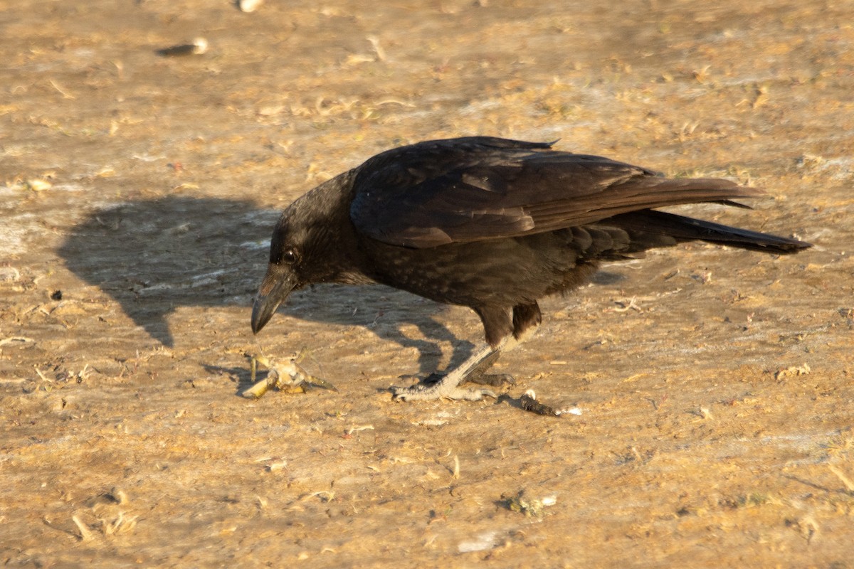 Carrion Crow - Letty Roedolf Groenenboom