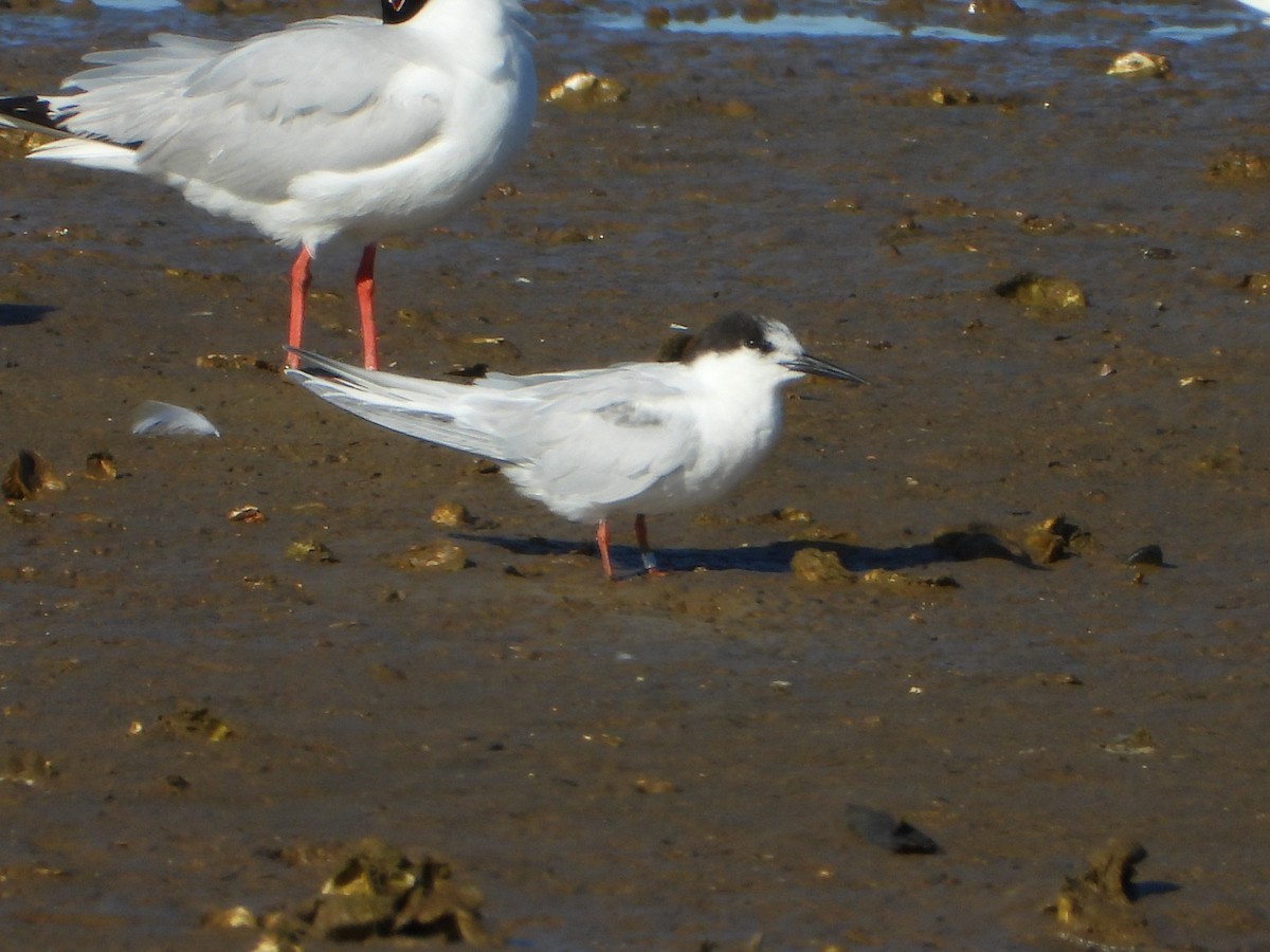 Roseate Tern - ML620454339