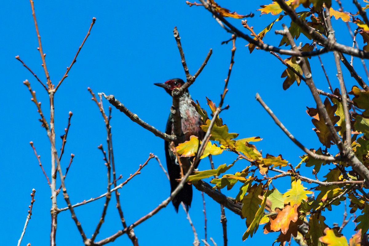 Lewis's Woodpecker - William Clark