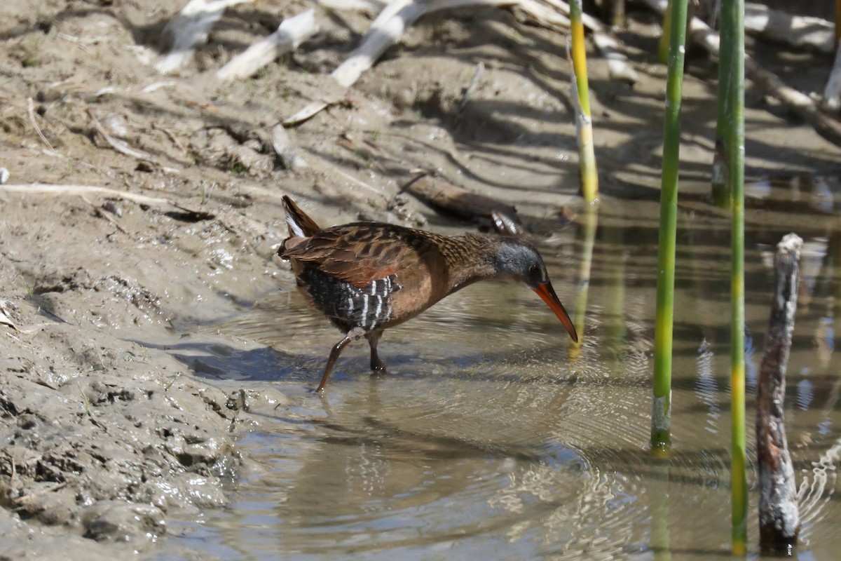 Virginia Rail - ML620454345