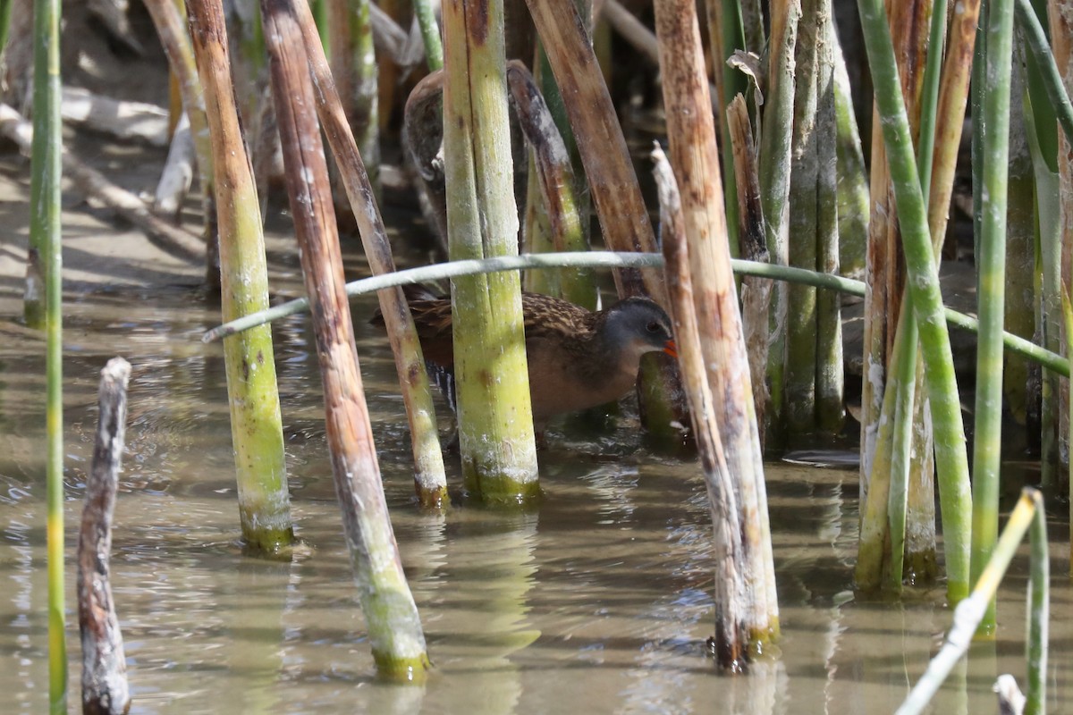 Virginia Rail - ML620454346