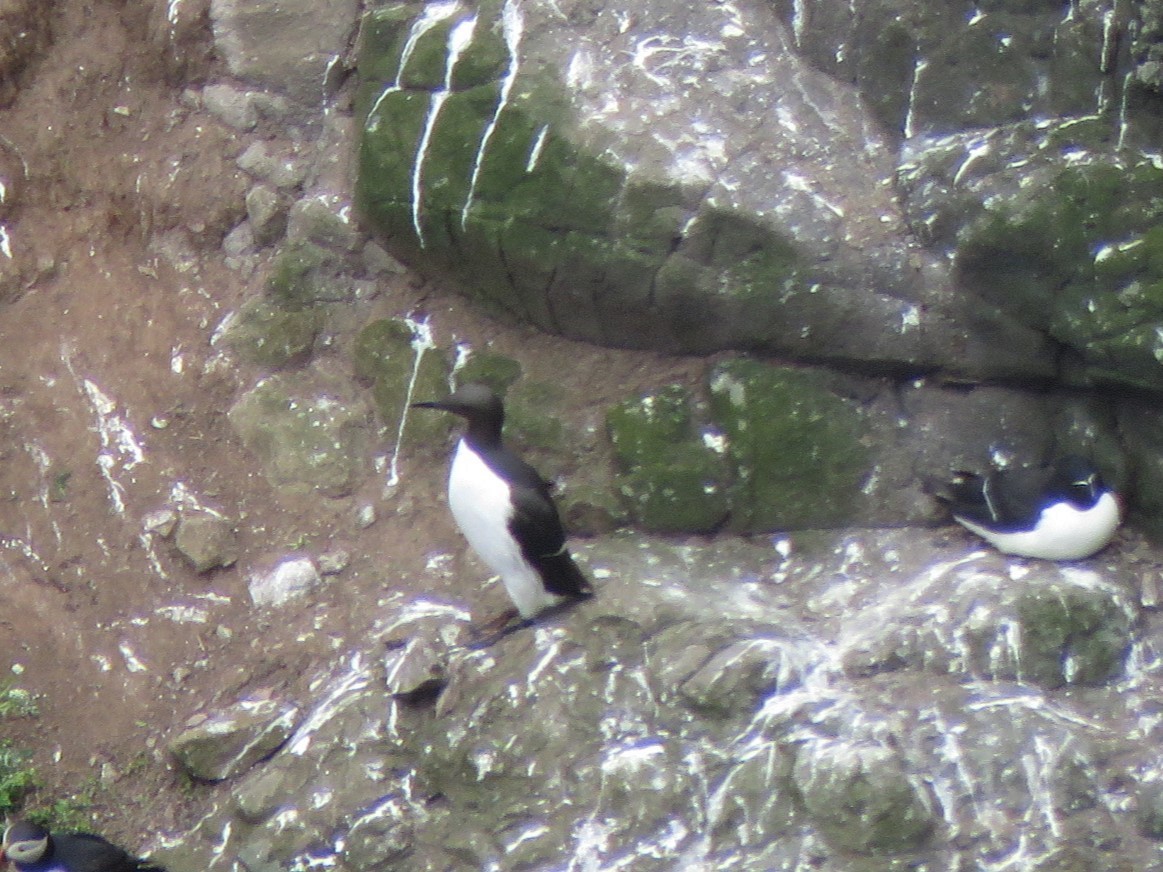 Common Murre - ML620454350