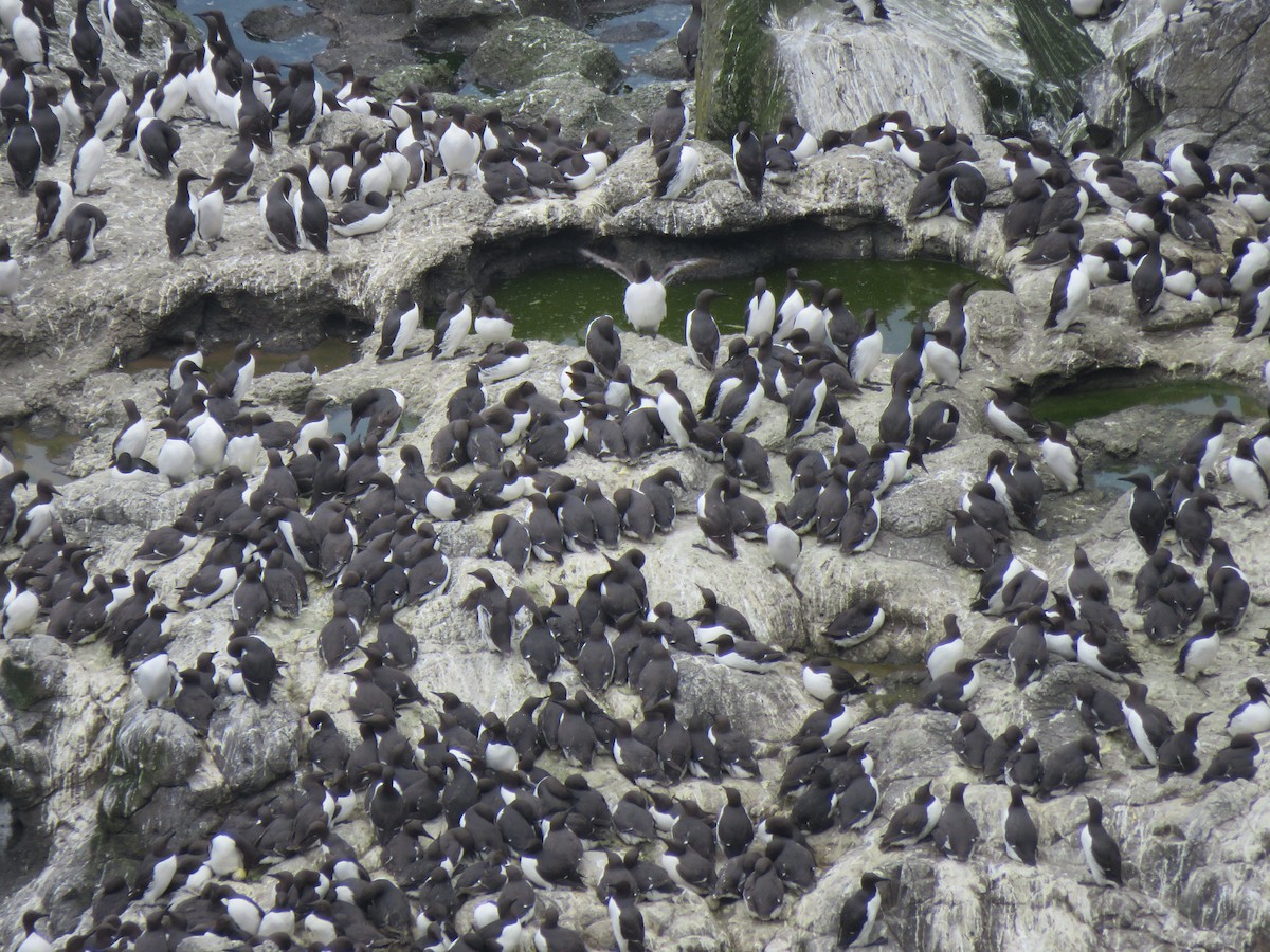 Common Murre - ML620454355