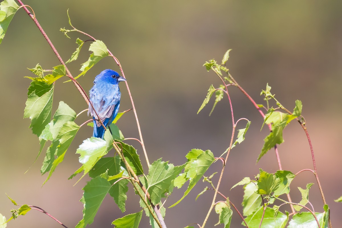 Indigo Bunting - Harris Stein