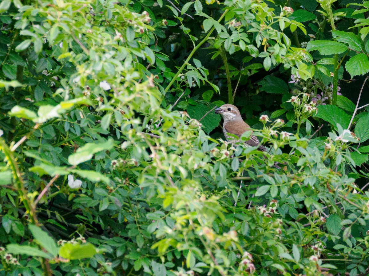 Red-backed Shrike - ML620454365