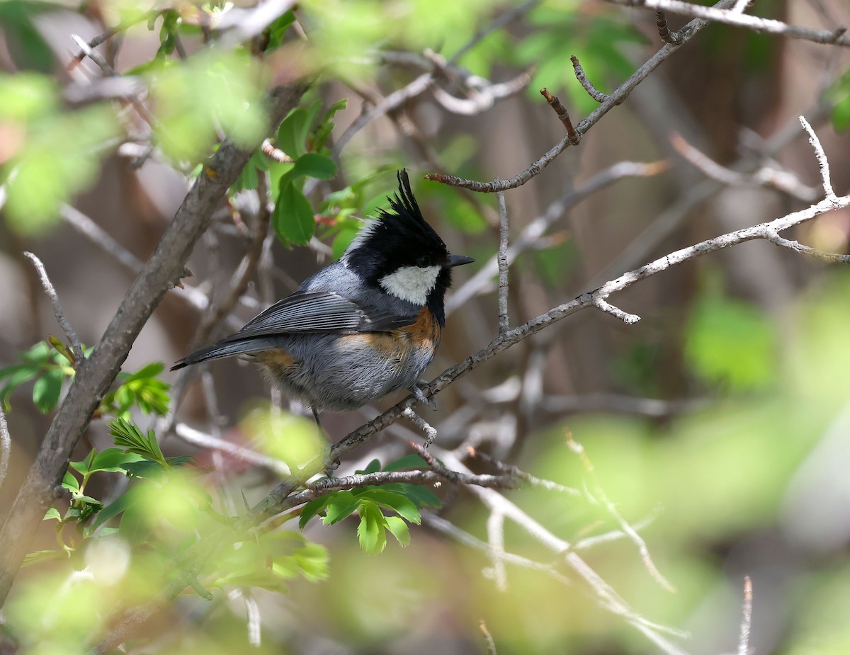 Coal Tit - ML620454366