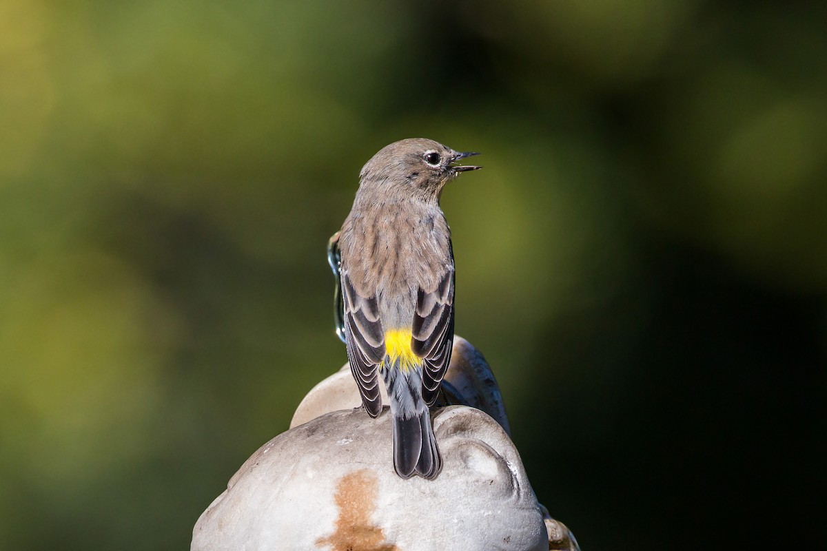 Yellow-rumped Warbler (Audubon's) - ML620454368
