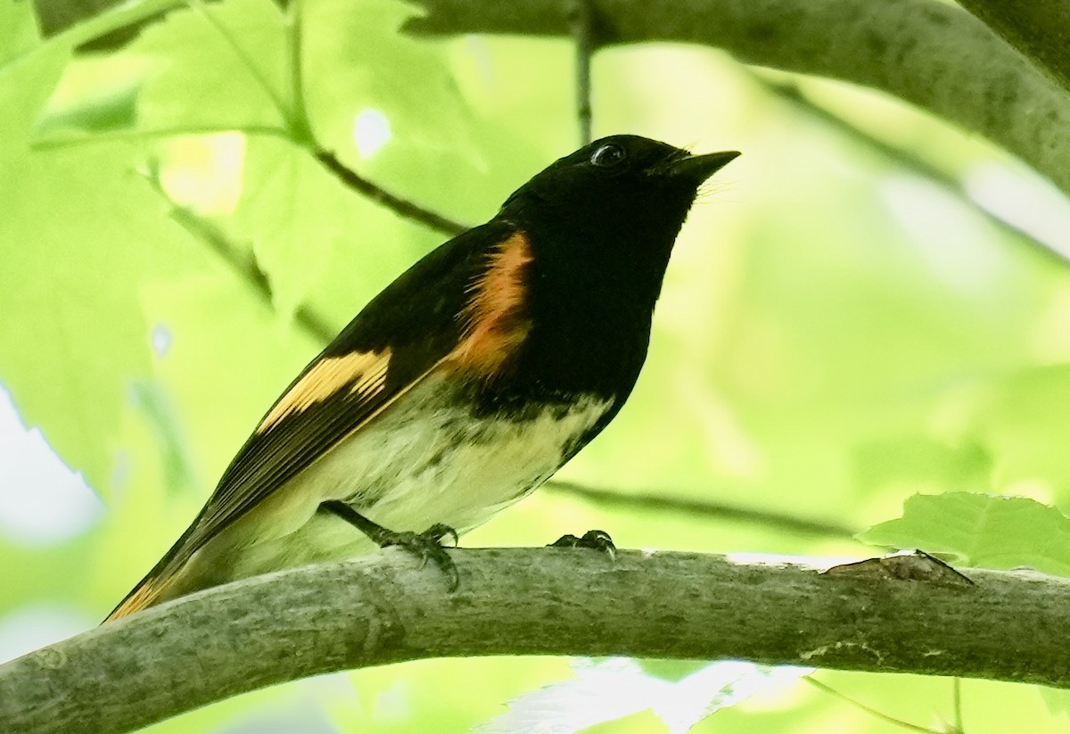 American Redstart - ML620454369