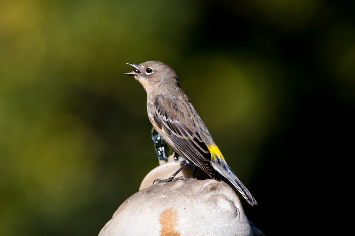 Kronenwaldsänger (Audubonwaldsänger) - ML620454371