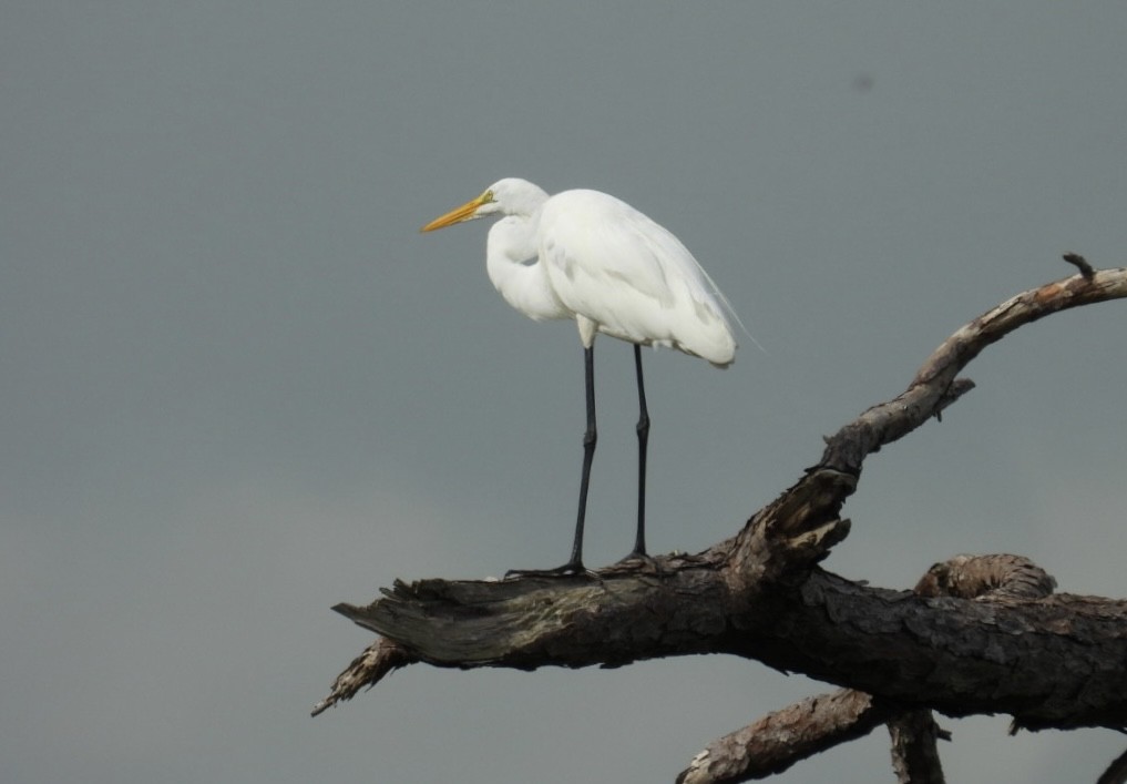 Great Egret - ML620454383