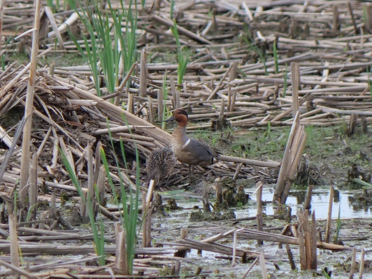 Green-winged Teal - ML620454387