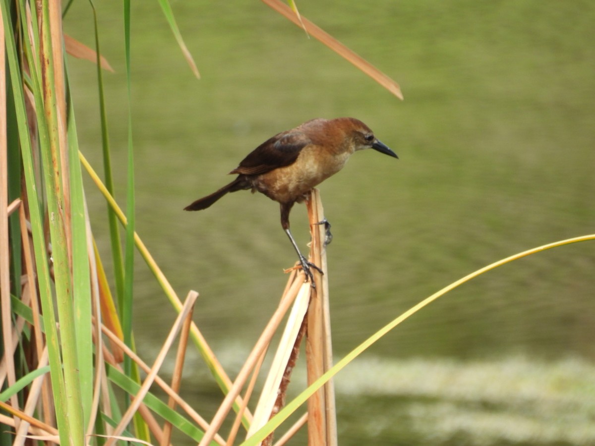 Boat-tailed Grackle - ML620454393