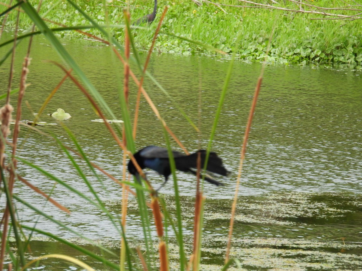 Boat-tailed Grackle - ML620454394