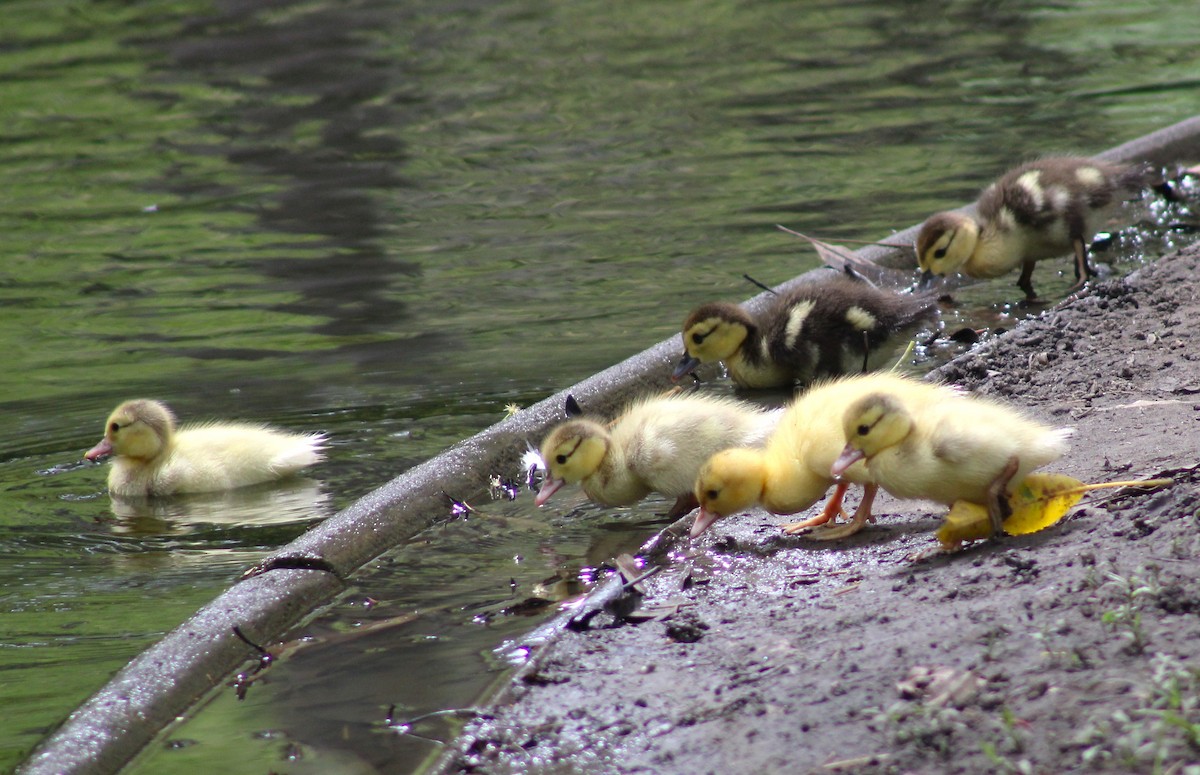 Muscovy Duck (Domestic type) - ML620454399