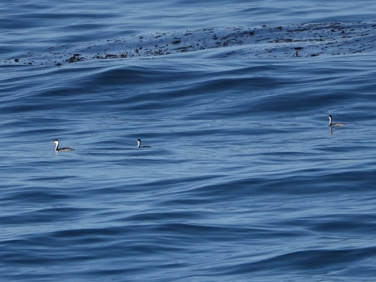 Western Grebe - Norman Uyeda