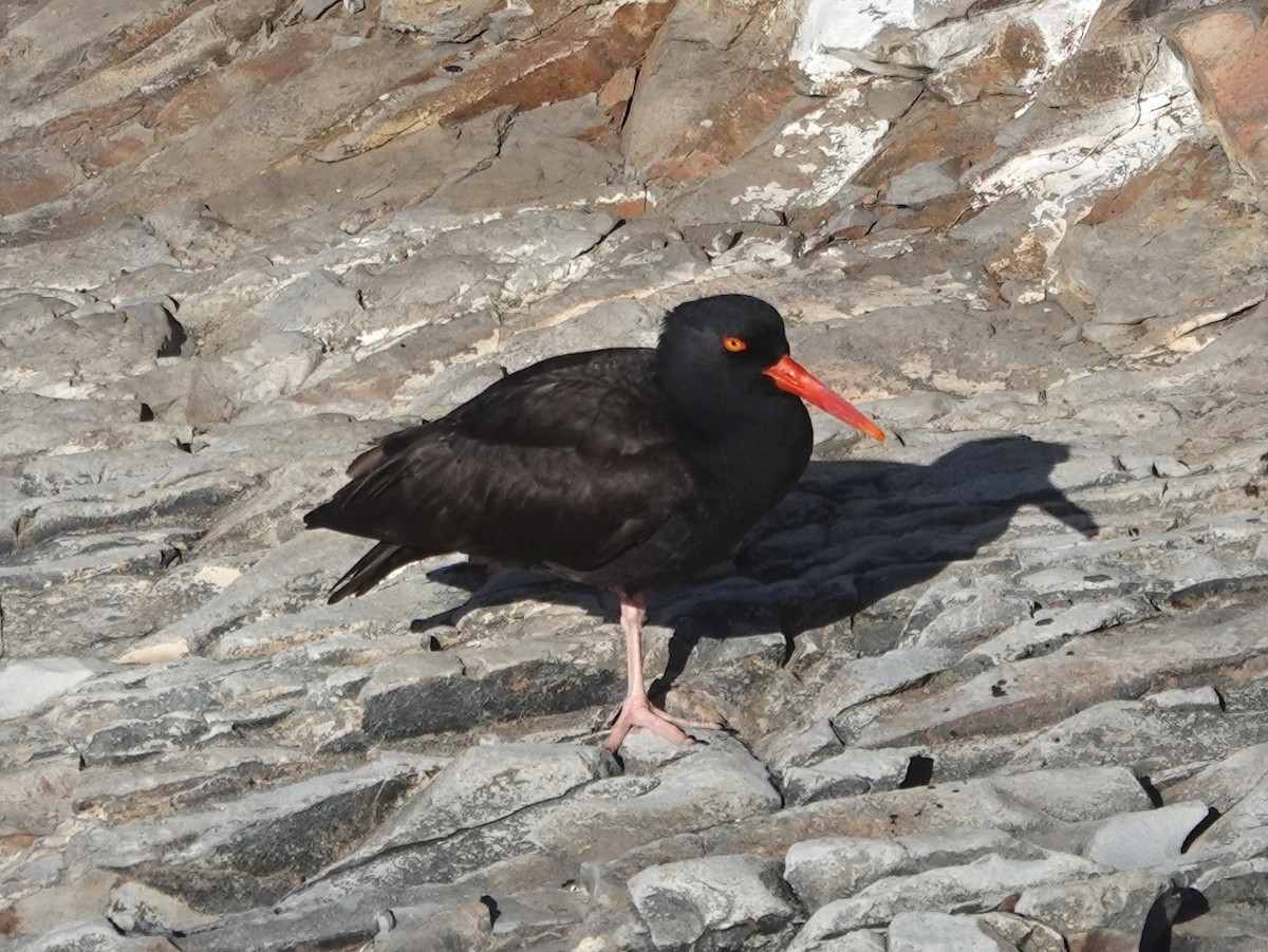 Black Oystercatcher - ML620454412