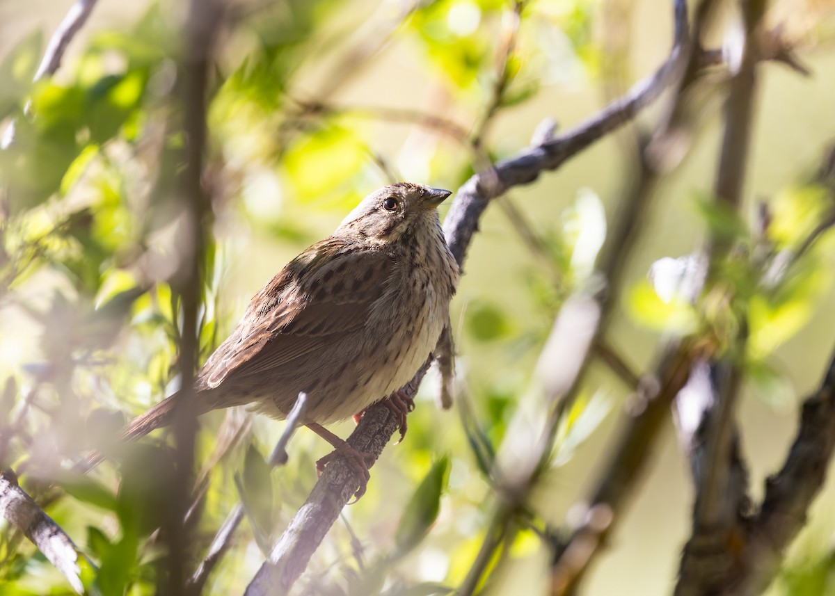 Lincoln's Sparrow - ML620454414