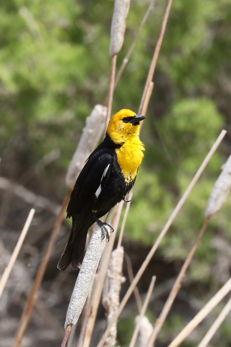 Yellow-headed Blackbird - ML620454416