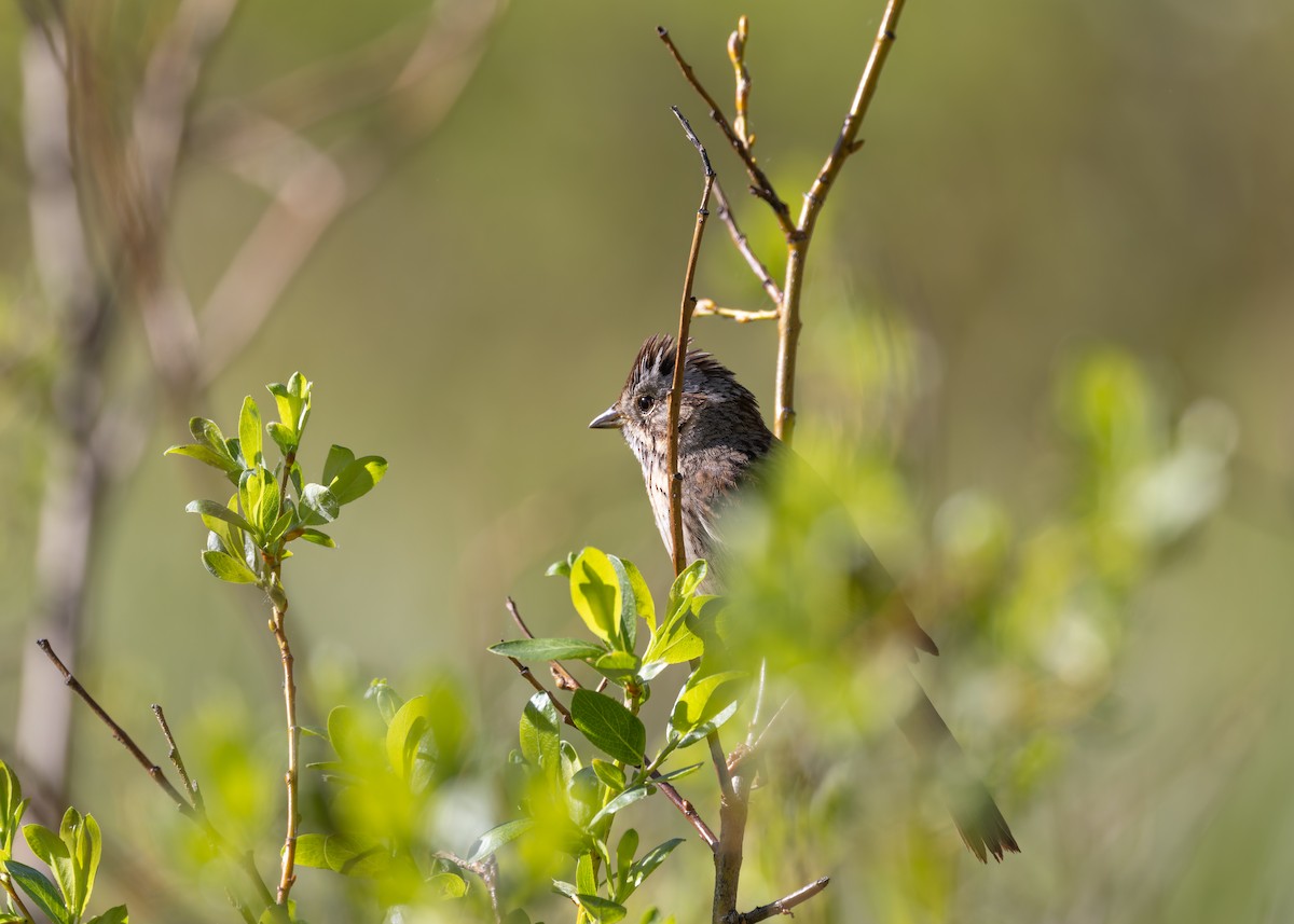 Lincoln's Sparrow - ML620454417