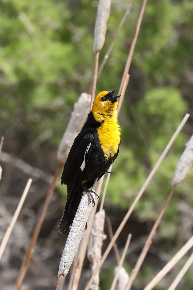 Yellow-headed Blackbird - ML620454418