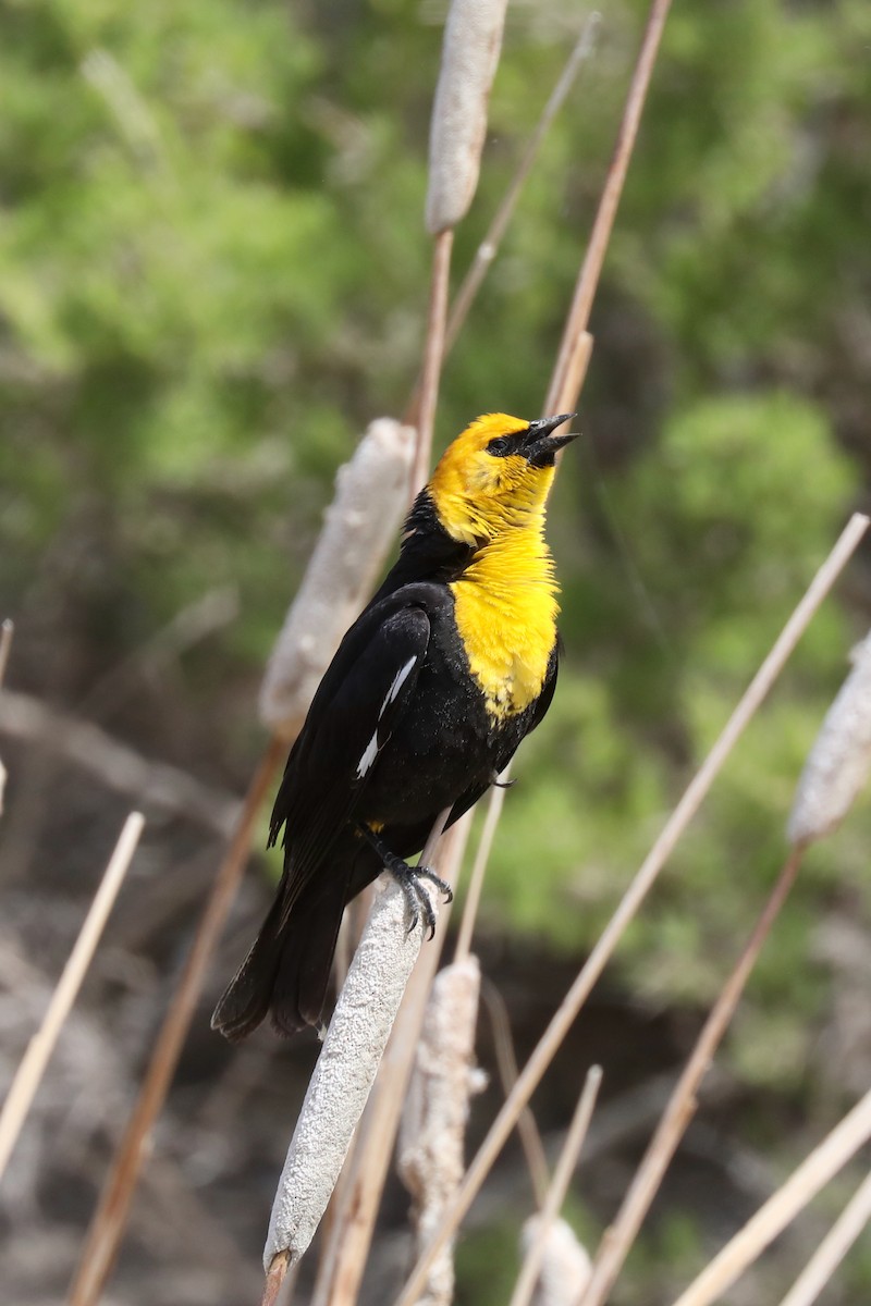 Yellow-headed Blackbird - ML620454419