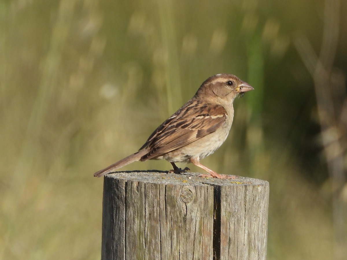 Moineau domestique - ML620454421