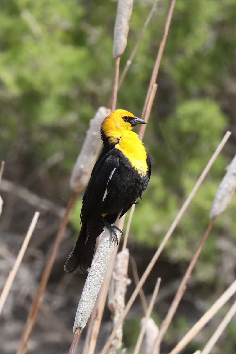 Yellow-headed Blackbird - ML620454422