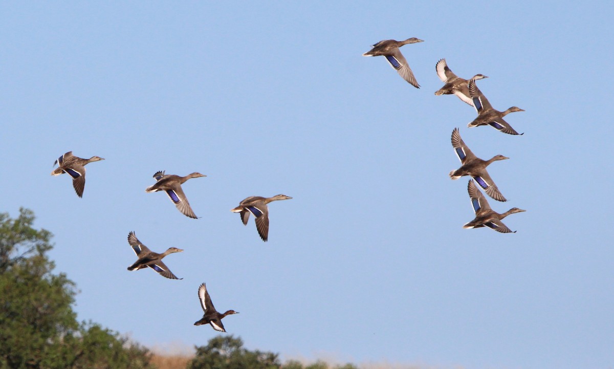 Mallard - Nelson Fonseca