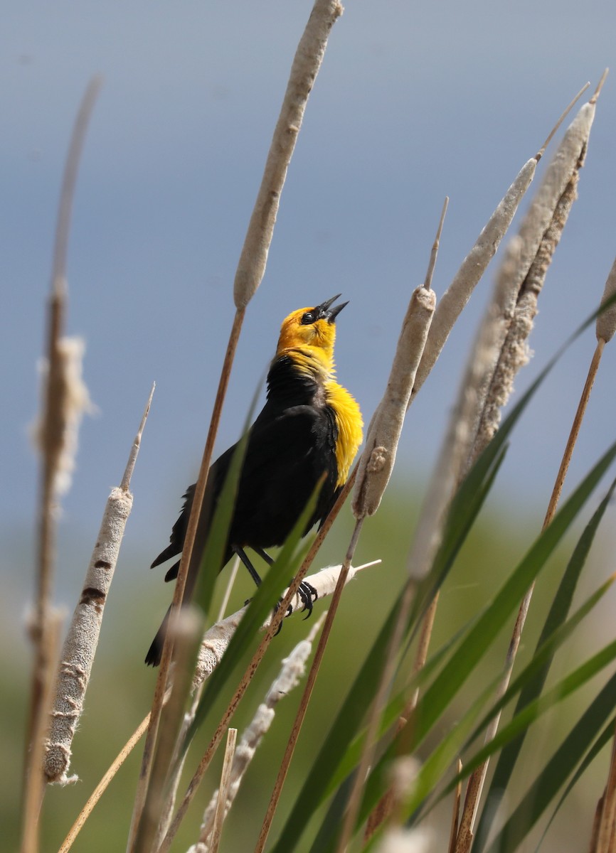 Yellow-headed Blackbird - ML620454425