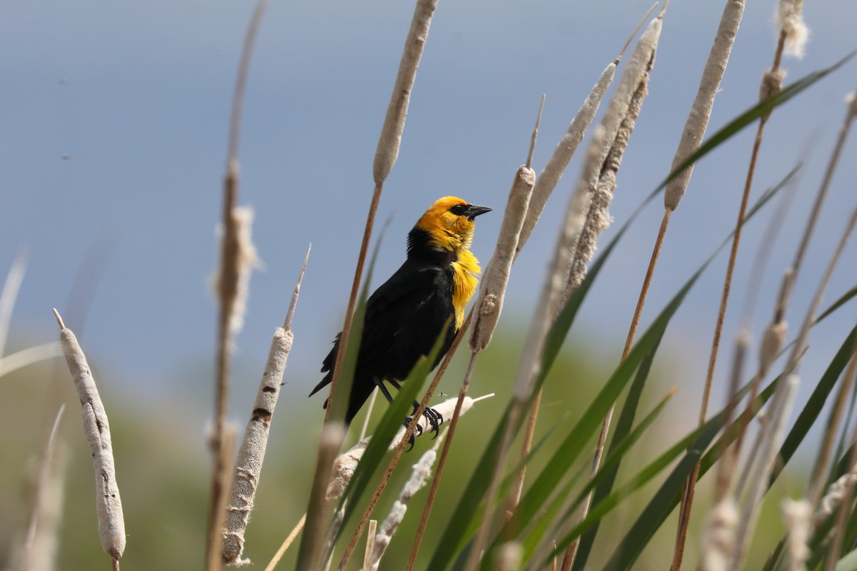 Yellow-headed Blackbird - ML620454427