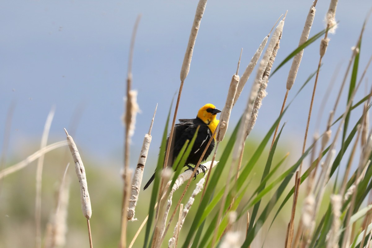 Yellow-headed Blackbird - ML620454428