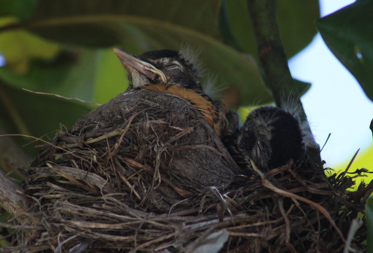 American Robin - ML620454437