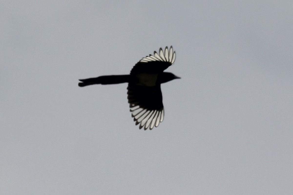 Eurasian Magpie - ML620454438