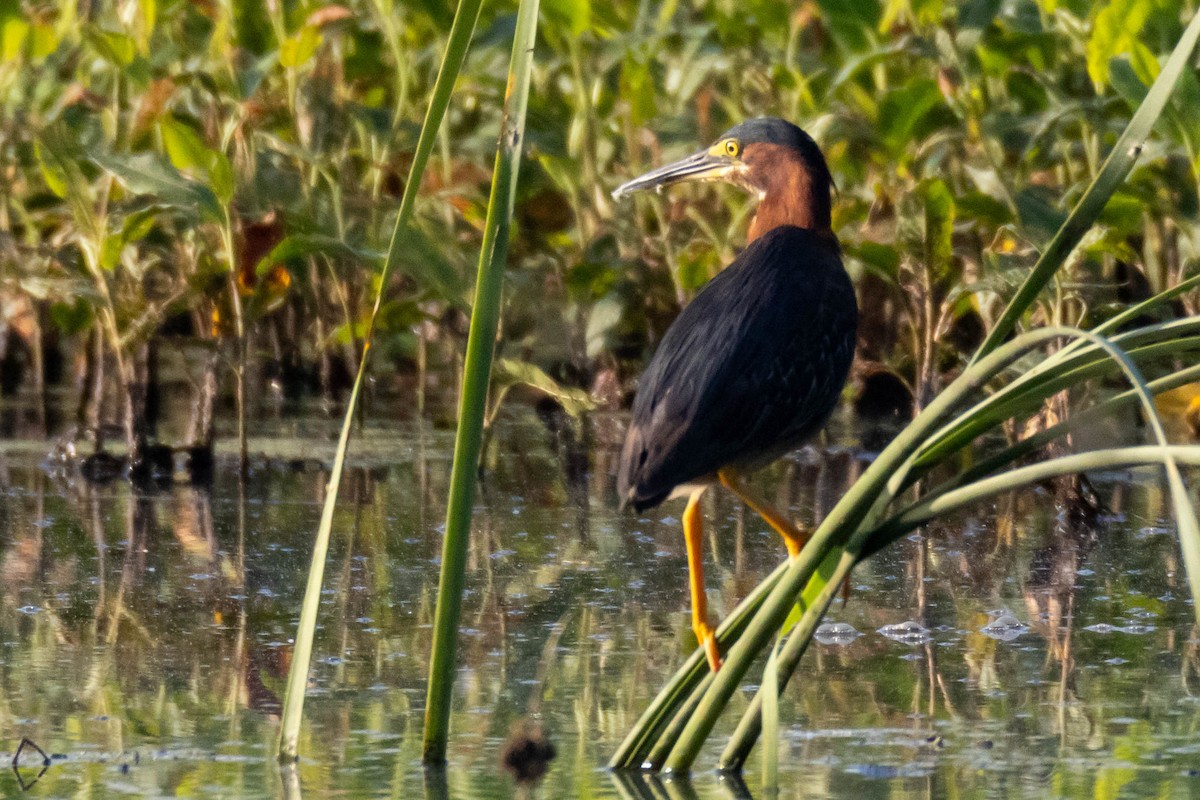 アメリカササゴイ - ML620454463