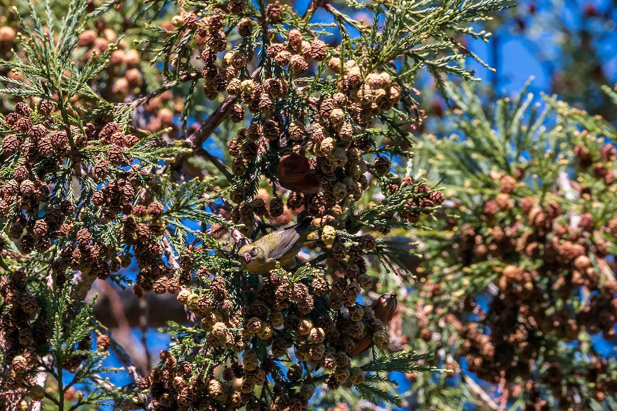 Red Crossbill - ML620454479