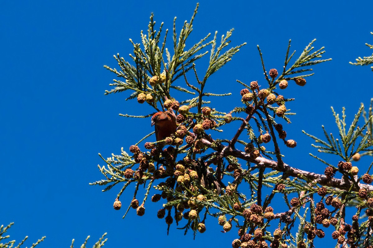 Bec-croisé des sapins - ML620454482