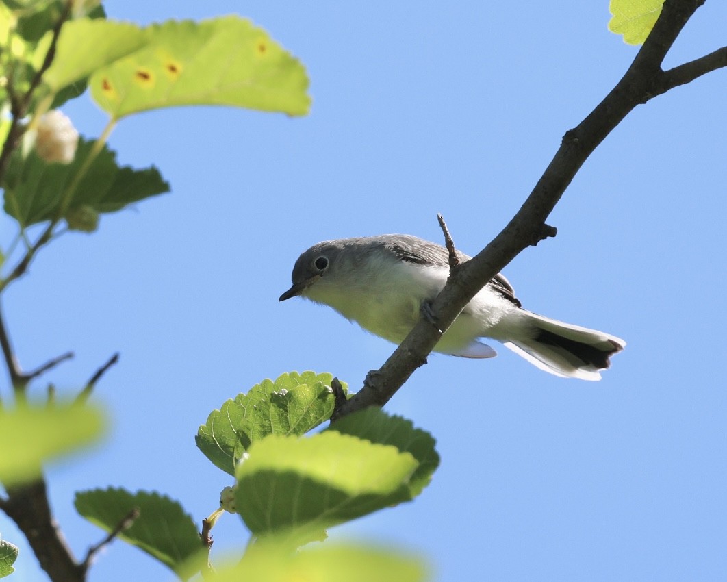 Blue-gray Gnatcatcher - ML620454483