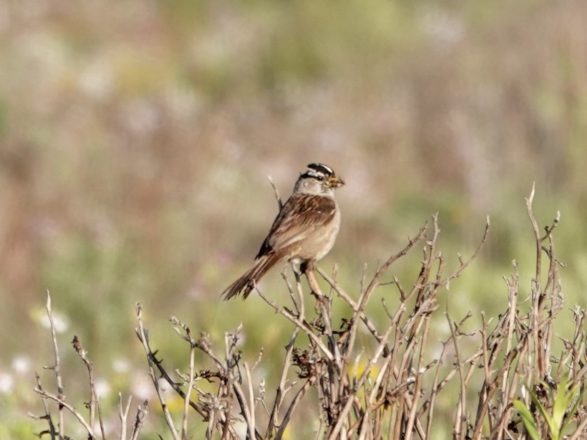 White-crowned Sparrow - ML620454487